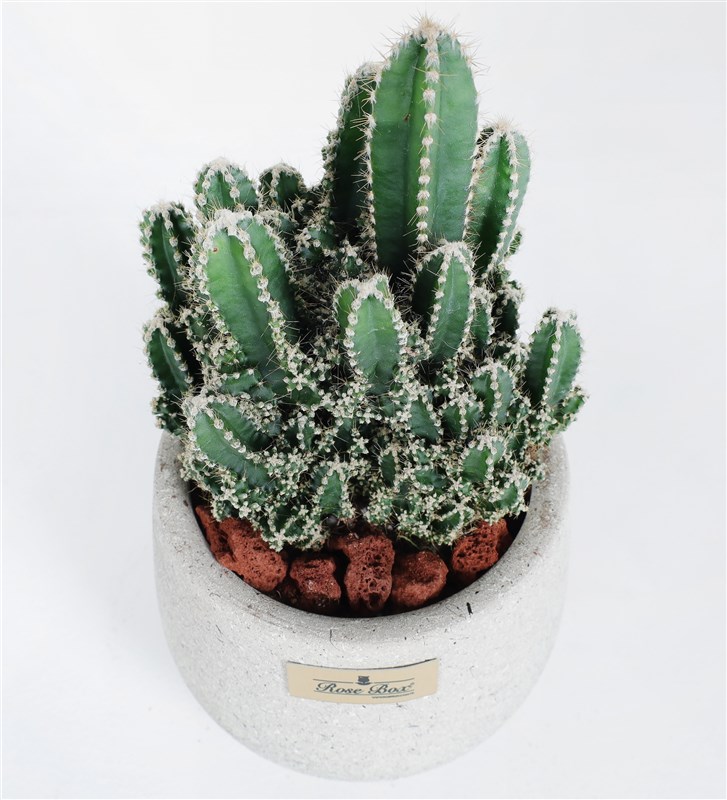 Arizona Cereus Kaktüs