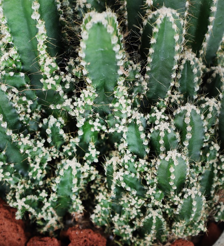 Arizona Cereus Kaktüs
