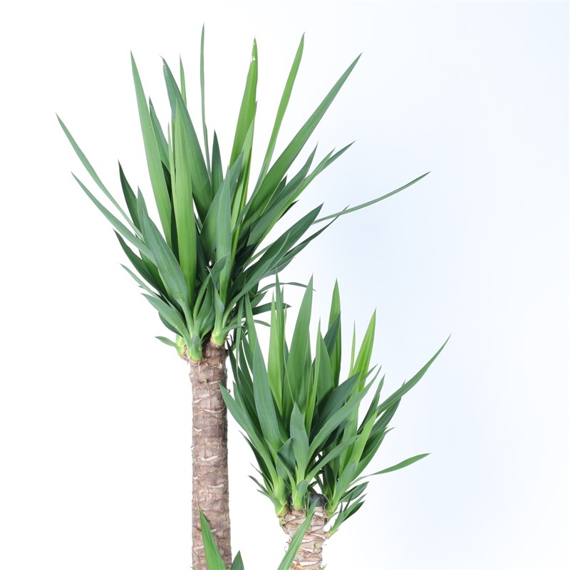 3'Lü Yucca Bitkisi
