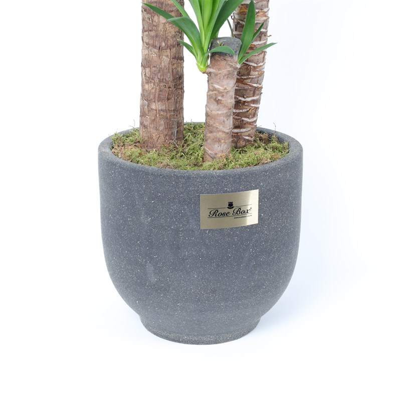 3'Lü Yucca Bitkisi