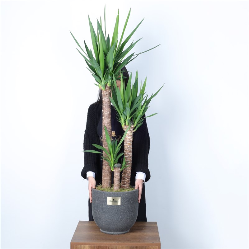Kumlu Beton Saksıda 3'Lü Yucca