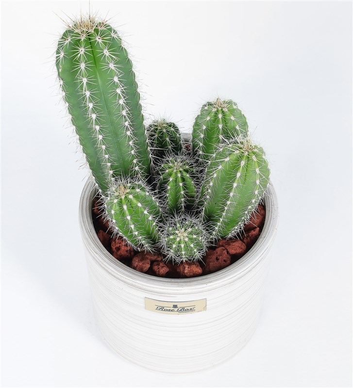 Nevada Pilos Kaktüs