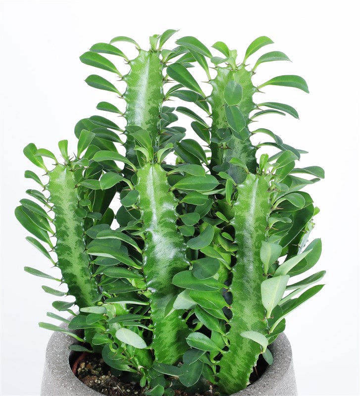 Yeşil Süt Ağacı Euphorbia Trigona Kaktüs