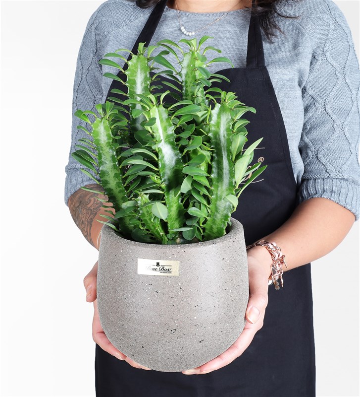 Yeşil Süt Ağacı Euphorbia Trigona Kaktüs