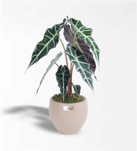 Alocasia Polly - Fil Kulağı Bitkisi