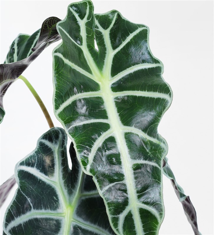 Alocasia Polly - Fil Kulağı Bitkisi