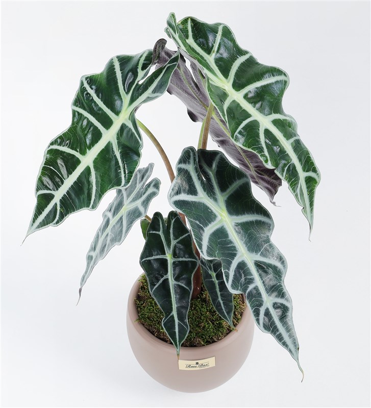 Alocasia Polly - Fil Kulağı Bitkisi