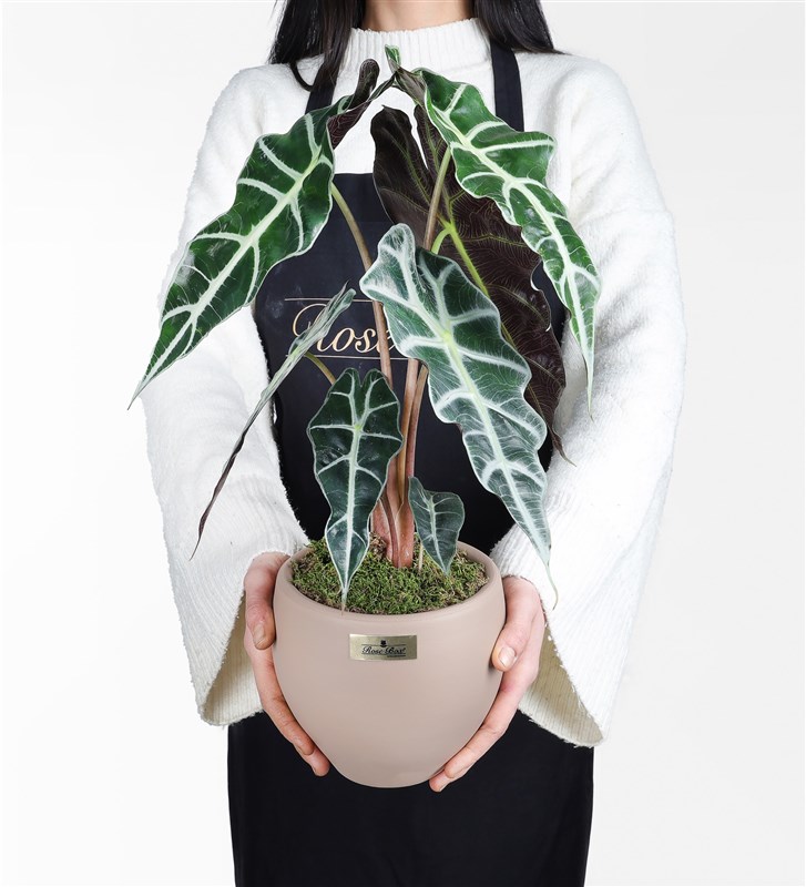Alocasia Polly - Fil Kulağı Bitkisi