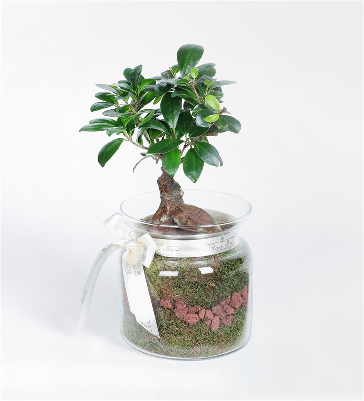 Cam Saksıda Bonsai Tasarım Çiçek
