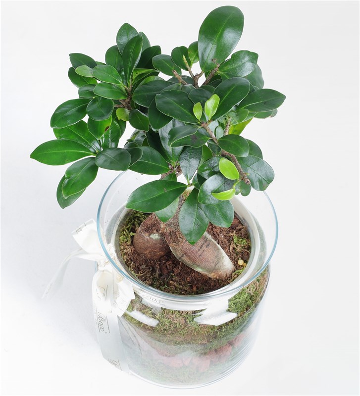 Cam Saksıda Bonsai Tasarım Çiçek