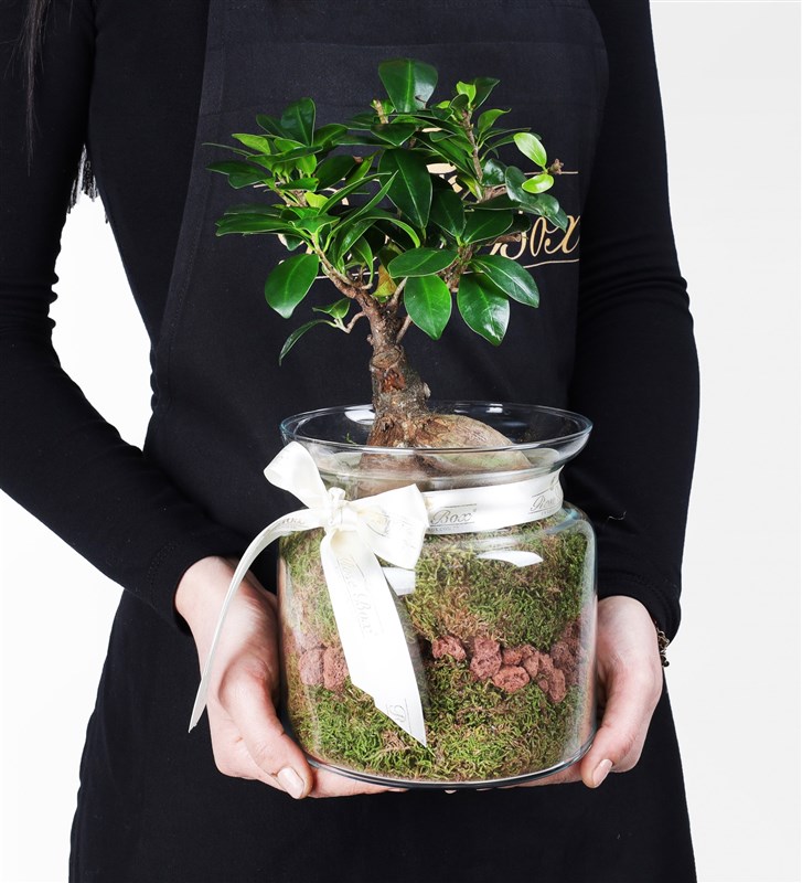 Cam Saksıda Bonsai Tasarım Çiçek