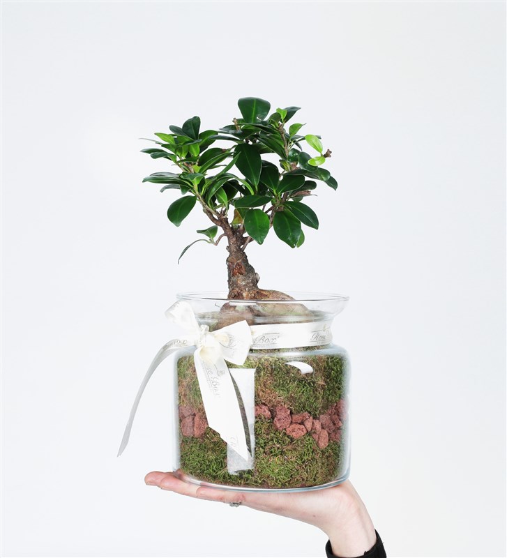 Cam Saksıda Bonsai Tasarım Çiçek