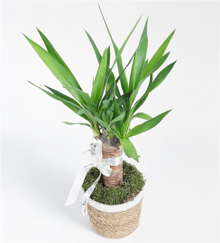 Hasır Sepette Tekli Yucca