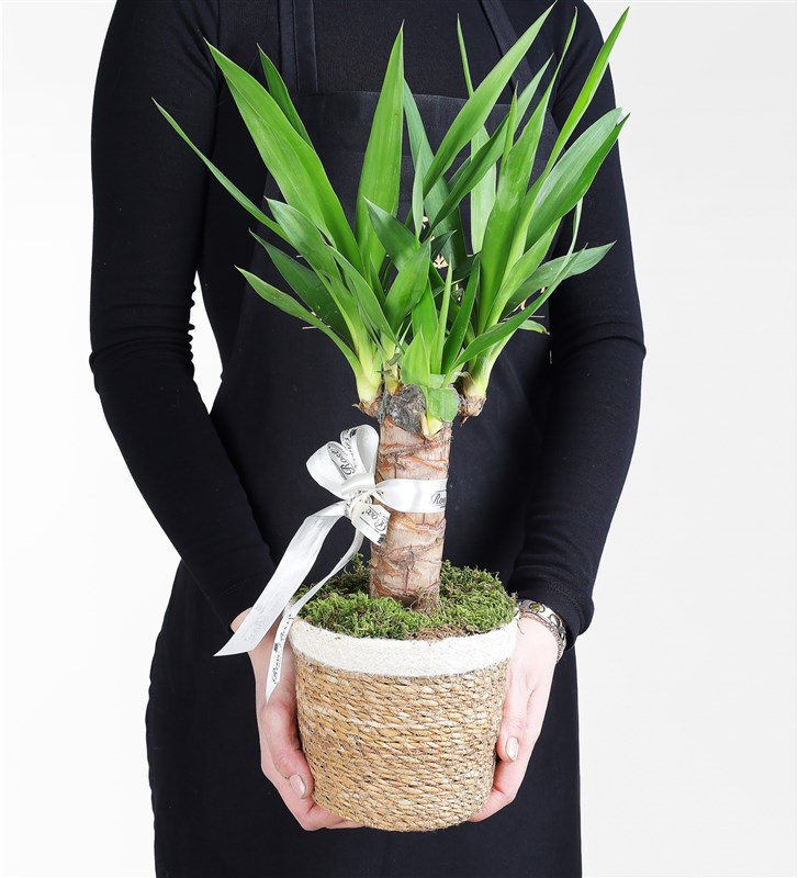 Hasır Sepette Tekli Yucca