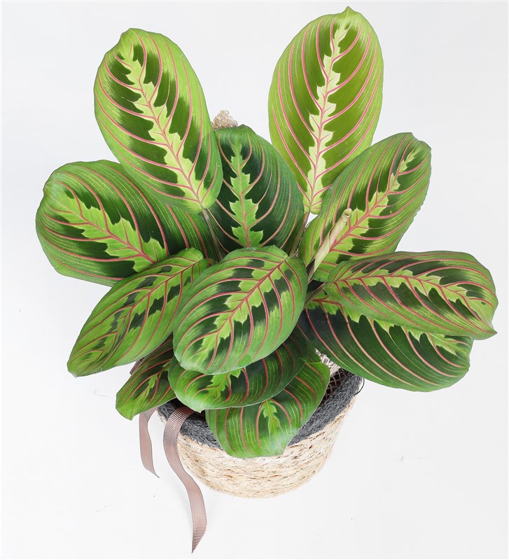 Sepette Maranta Bitkisi