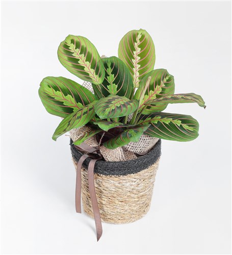 Sepette Maranta Bitkisi