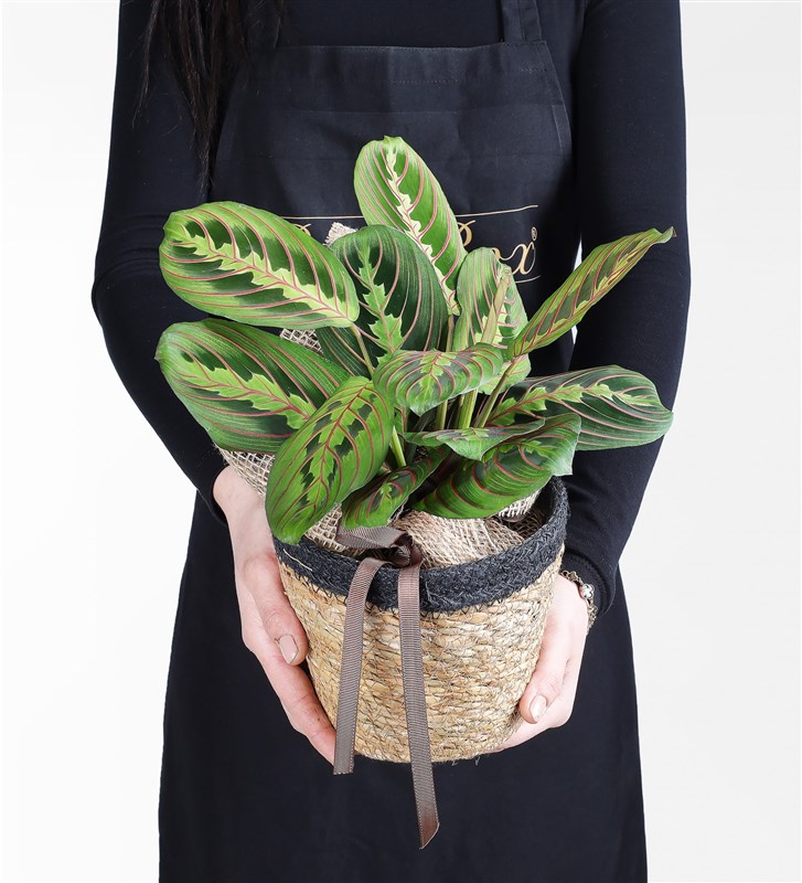 Sepette Maranta Bitkisi
