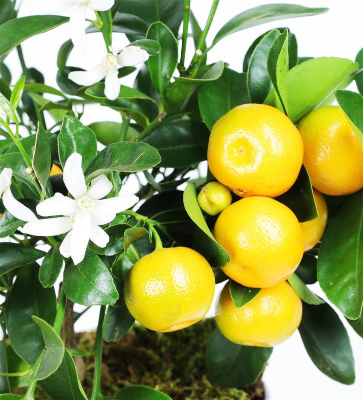 Bakır Cam Vazoda Mini Mandalina Ağacı