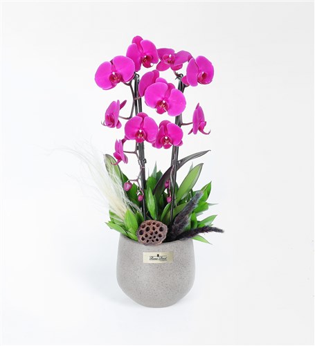 Taş Saksıda 2 Dallı Mor Cascade Orkide Lotus