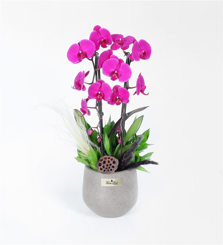 Taş Saksıda 2 Dallı Mor Cascade Orkide Lotus