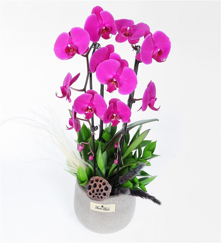 Taş Saksıda 2 Dallı Mor Cascade Orkide Lotus