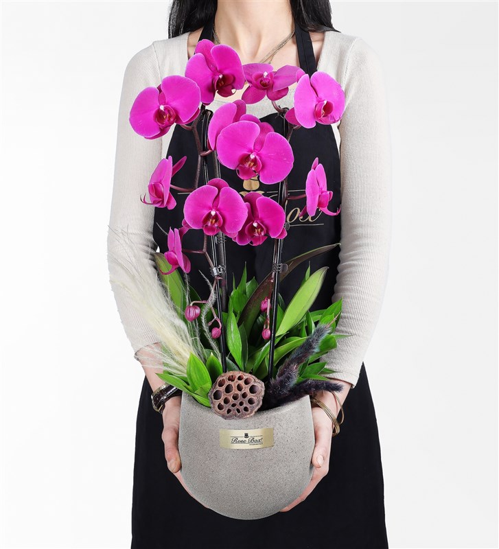 Taş Saksıda 2 Dallı Mor Cascade Orkide Lotus