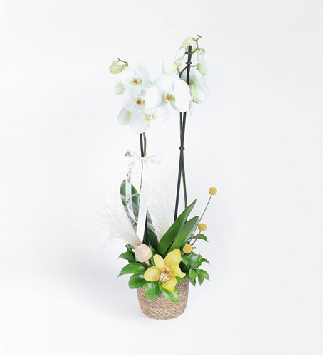 Hasır Saksıda Cymbidium Orkide ve Beyaz Orkide Aranjmanı