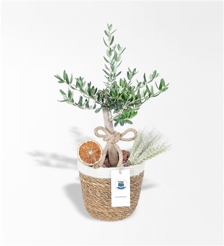 Hasır Saksıda Zeytin Ağacı ve Limon
