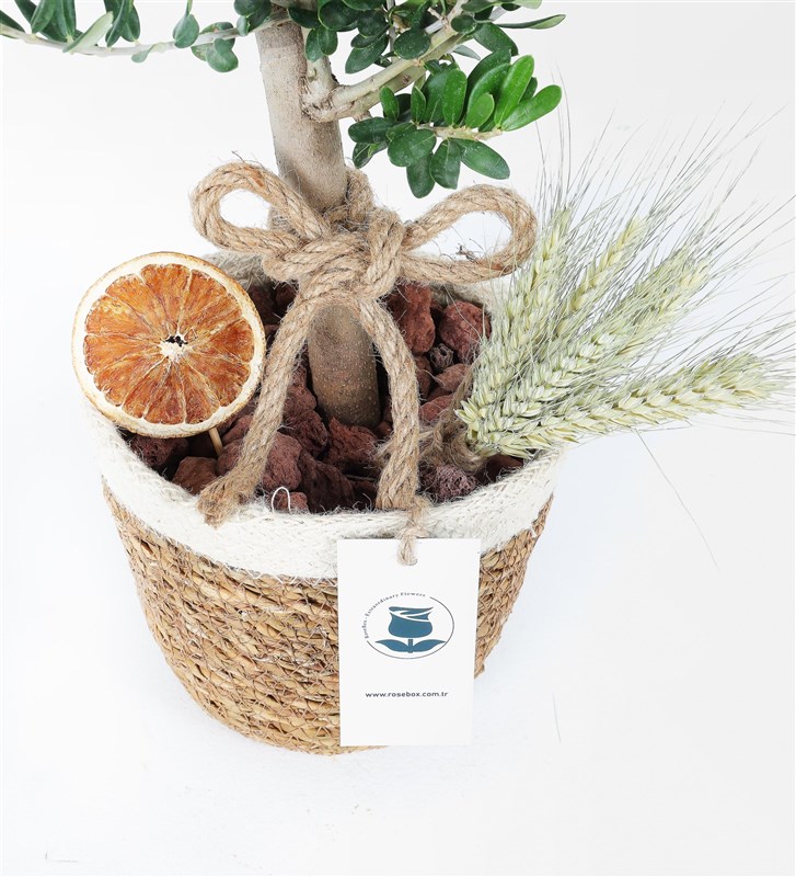 Hasır Saksıda Zeytin Ağacı ve Limon