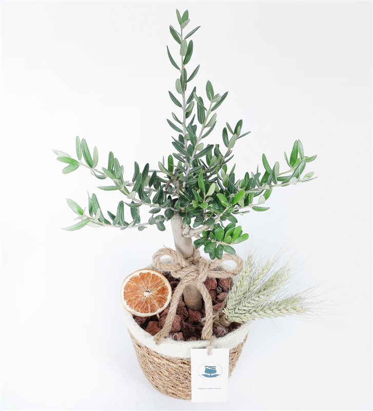 Hasır Saksıda Zeytin Ağacı ve Limon