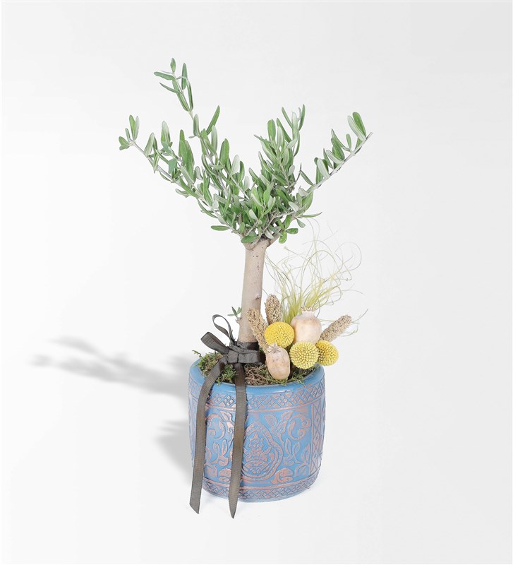 Antik Vazoda Bonsai Zeytin Ağacı Aranjmanı