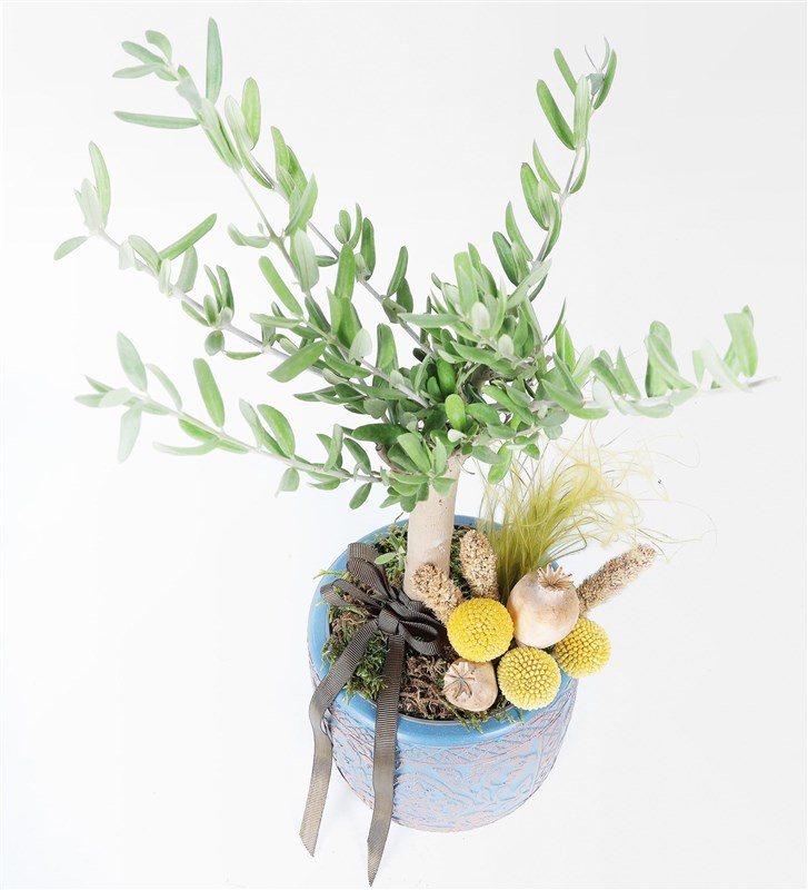 Antik Vazoda Bonsai Zeytin Ağacı Aranjmanı
