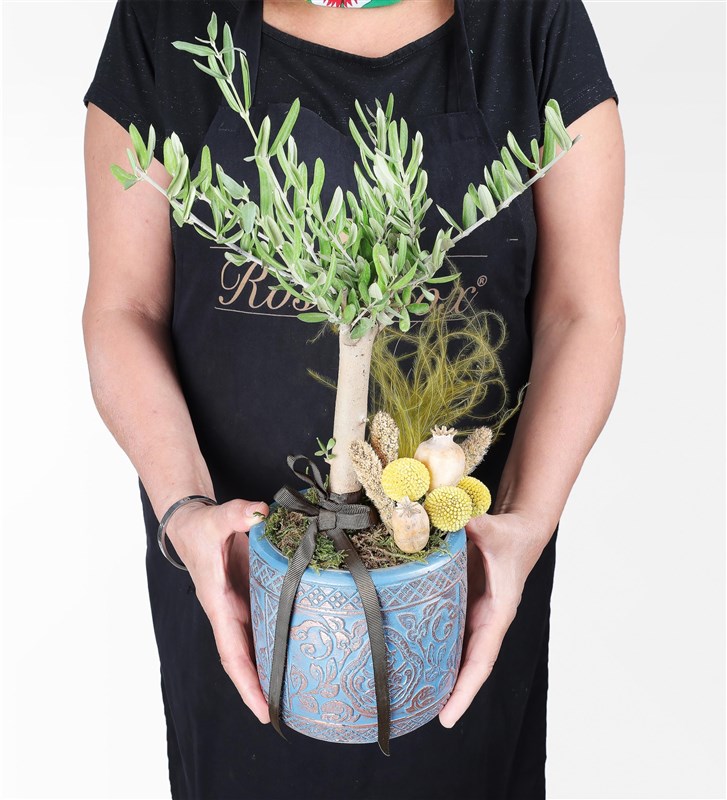 Antik Vazoda Bonsai Zeytin Ağacı Aranjmanı