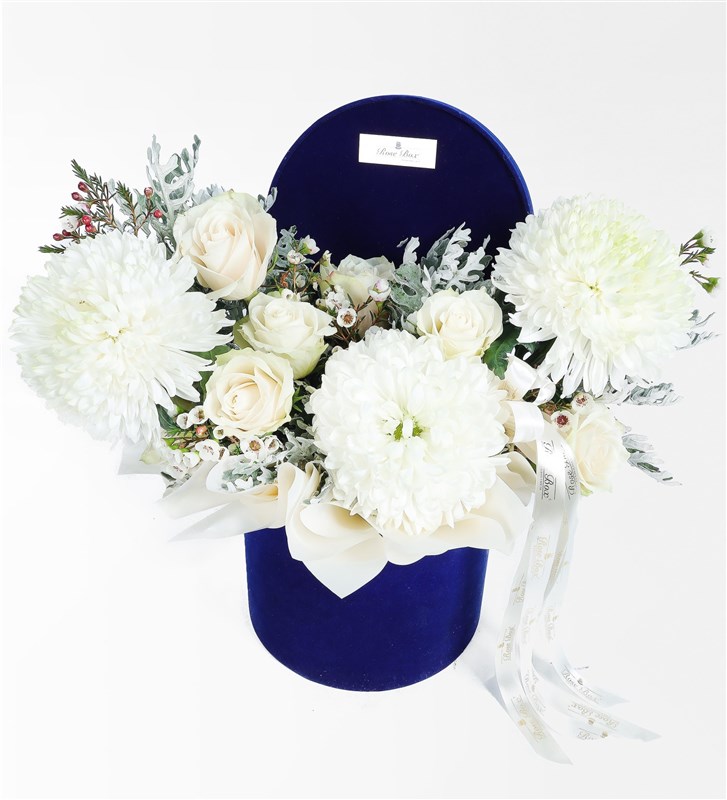 Lacivert Kadife Kutuda Beyaz Anastasya, Gül ve Dusty Miller