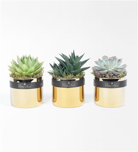 Golden 2 Sculent 3'lü Set