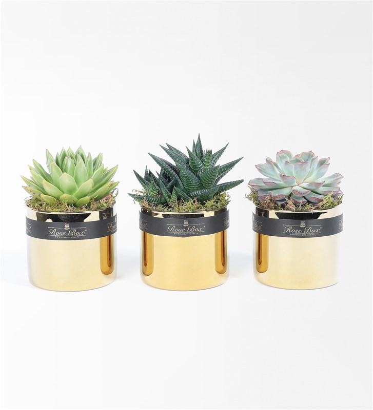 Golden 2 Sculent 3'lü Set