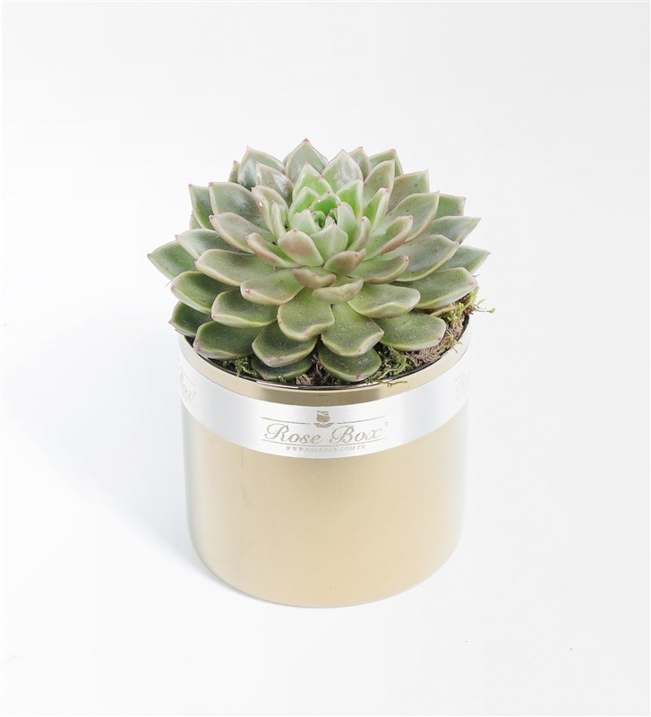 Golden Sculent 3'lü Set