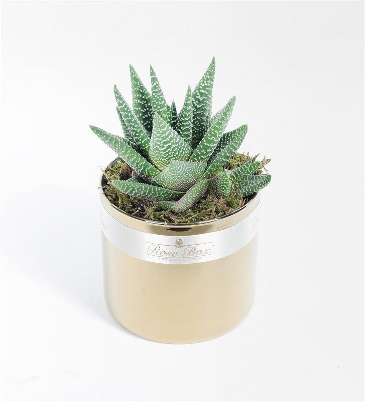 Golden Sculent 3'lü Set