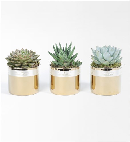 Golden Sculent 3'lü Set