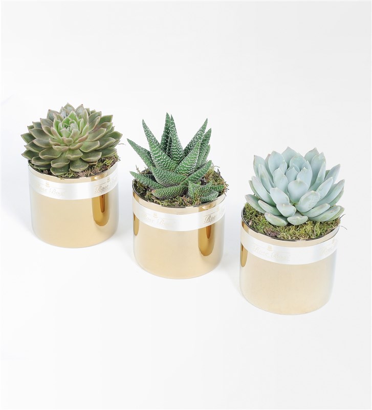 Golden Sculent 3'lü Set