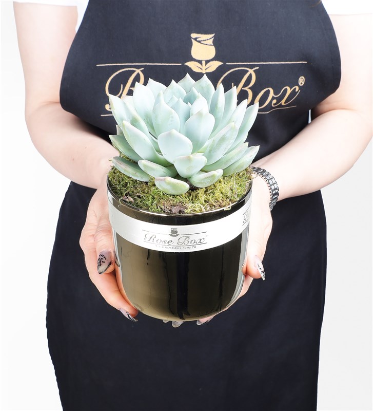 Golden Sculent 3'lü Set