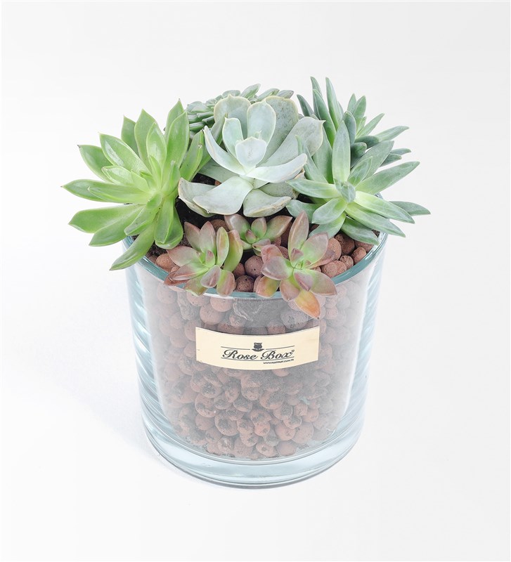 Mini 4'lü Sculent Bahçesi