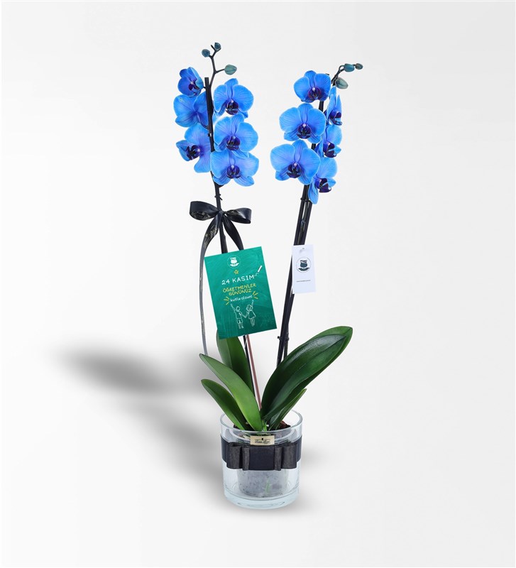Öğretmenler Günü Mavi Orkide