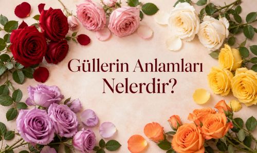 Güllerin Anlamları Nelerdir?